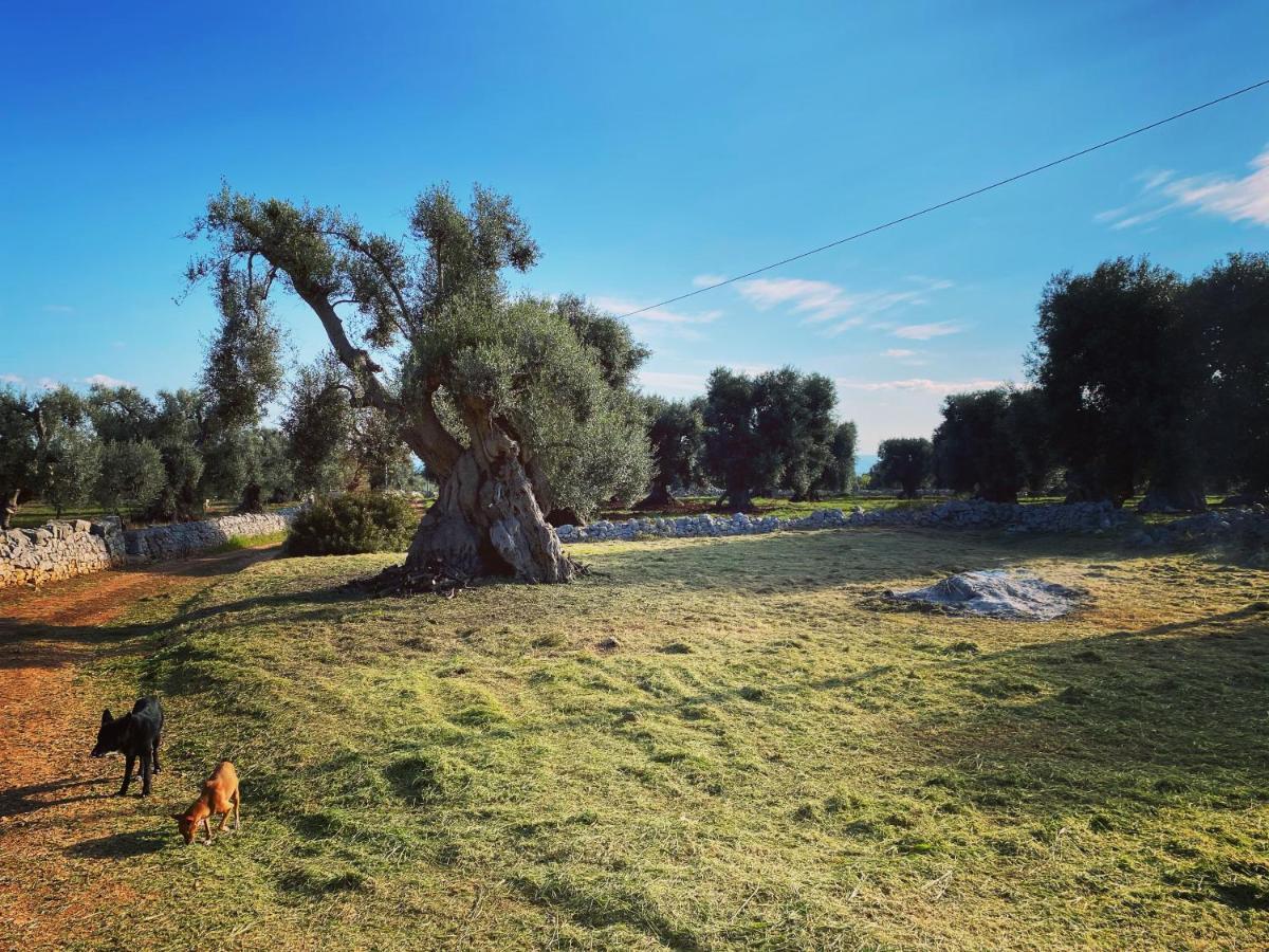 La Guendalina Masseria E Casa Particular Acomodação com café da manhã Monopoli Exterior foto